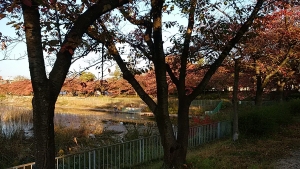 なるこプレーパーク @ 鳴子中央公園